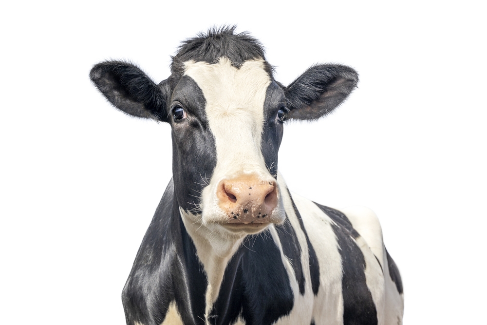 Todo lo que necesita saber sobre el calostro bovino - Sovereign Laboratories